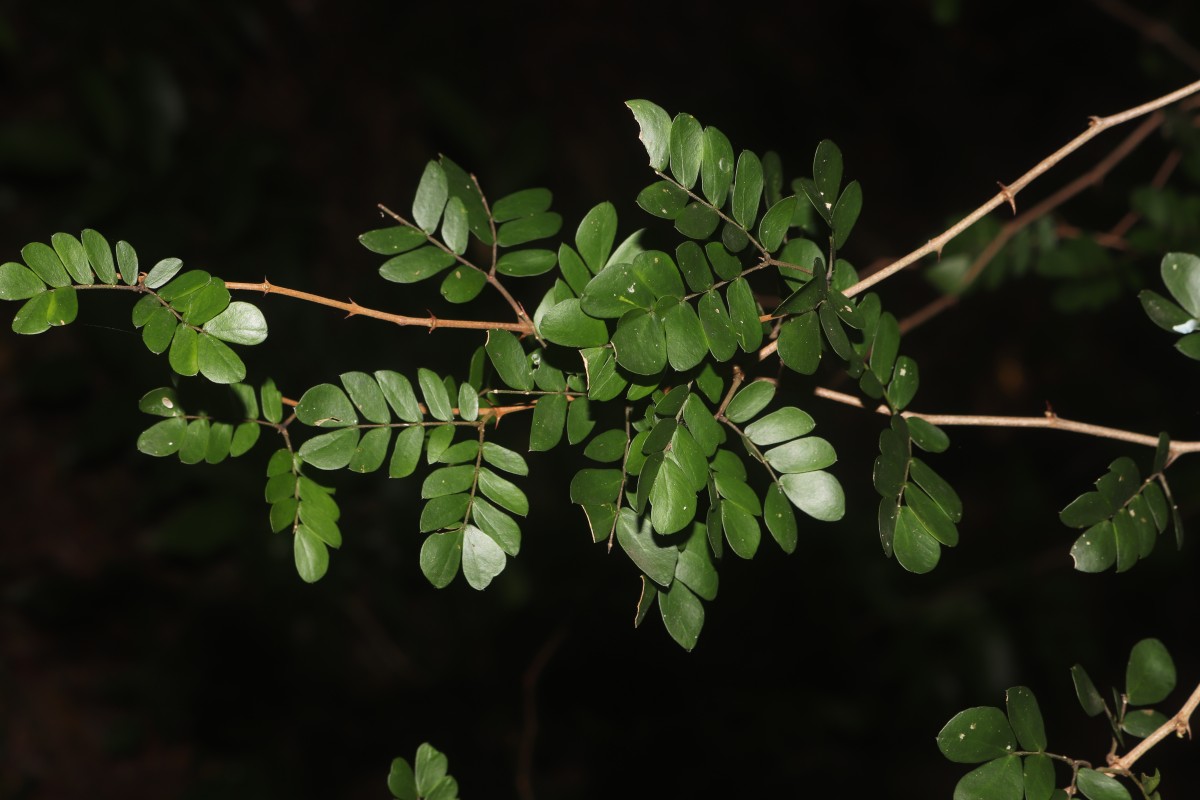 Thailentadopsis nitida (Vahl) G.P.Lewis & Schrire